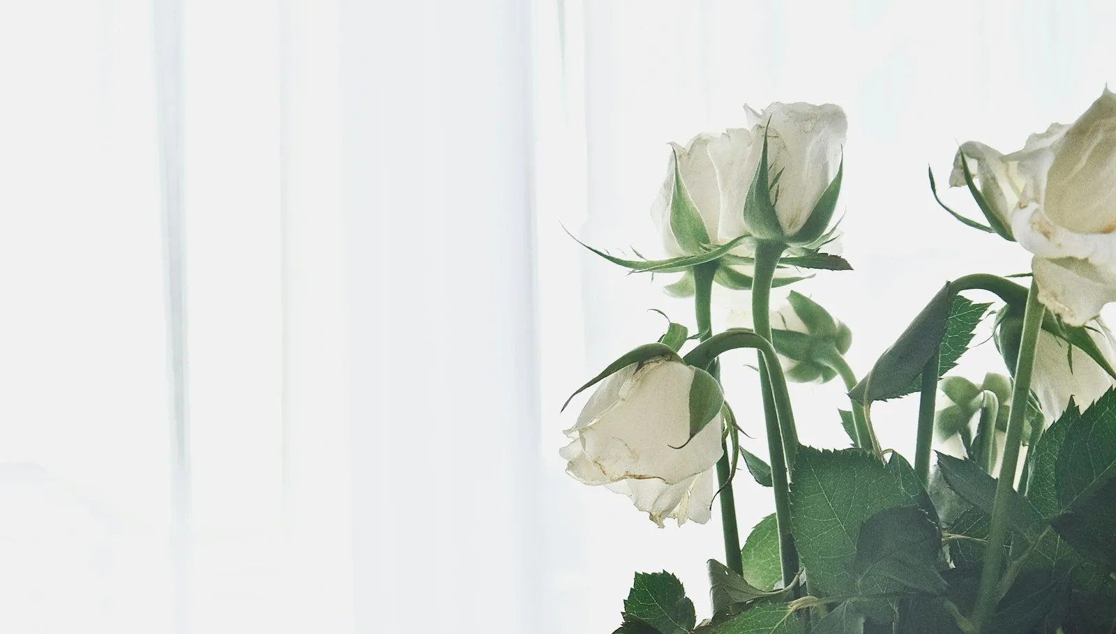 White roses laid against a soft white background