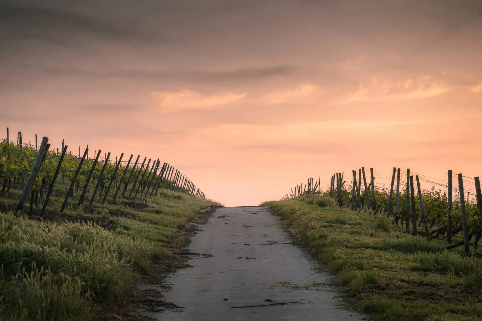 Grassy winding path at golden hour
